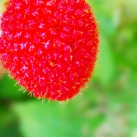 The Rarest Wild Raspberry Of The Philippines